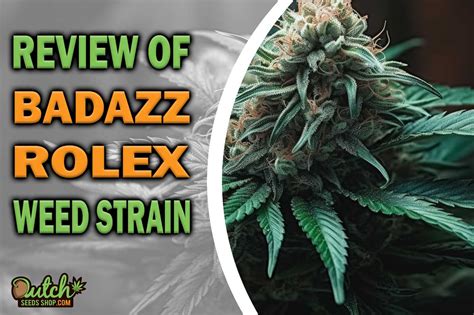 badazz rolex strain|Badazz Rolex Strain Info / Badazz Rolex Weed By .